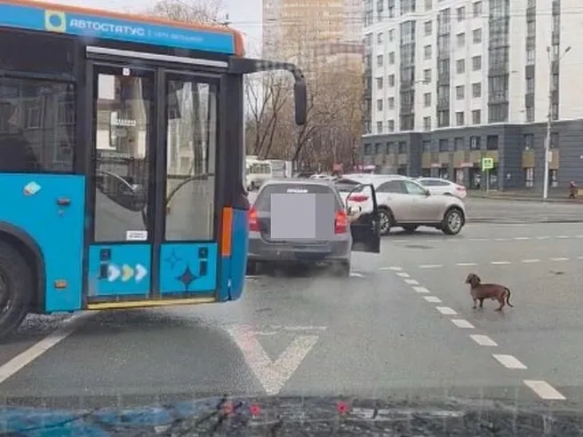 В Новосибирске такса бежала за машиной и едва не попала под автобус