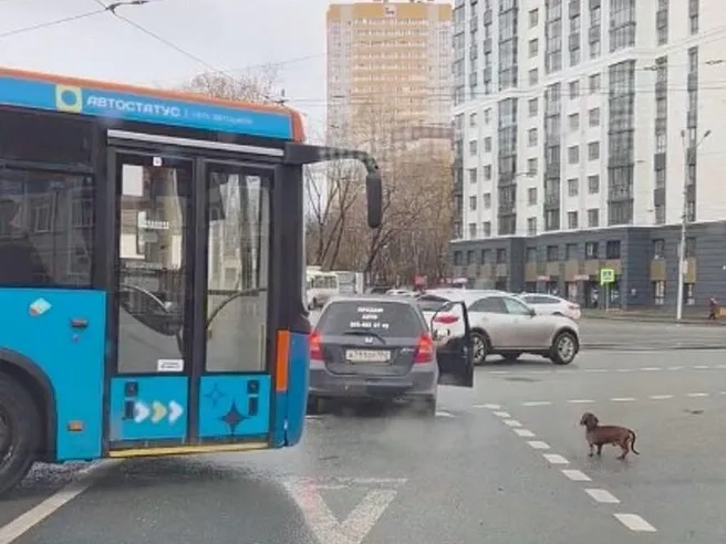 Хозяйка таксы, бегавшей по дороге в Новосибирске, объяснила историю пса