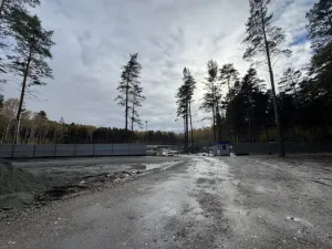 Полиция не нашла состава преступления в вырубке в Сосновом бору